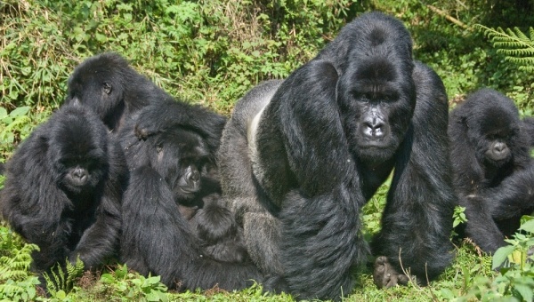 3697_Gorilla-Trekking-in-Uganda