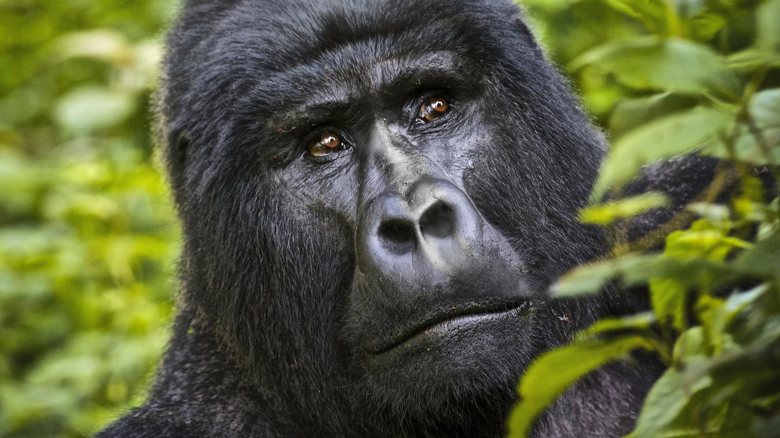 bwindi impenetrable national park uganda