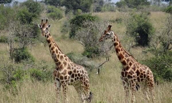 gorilla-tour-booking-safaris-silverback-uganda-crafting-03