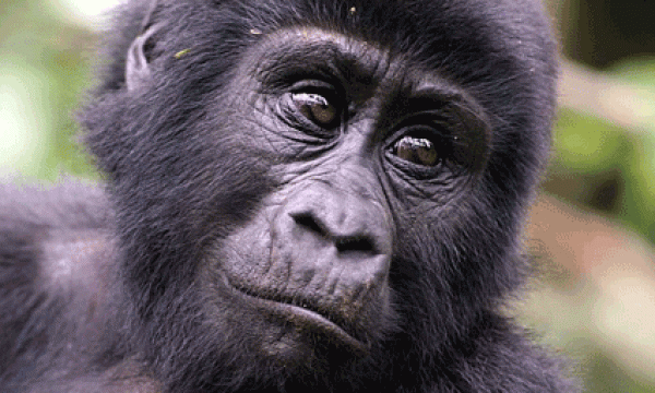 bwindi_chimp
