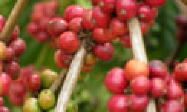 buwunga-coffee