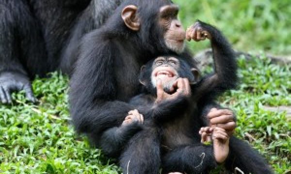 Chimpanzee-Family-300x206