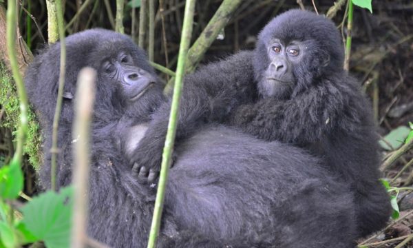 LEO1484-Mother-and-baby-gorilla