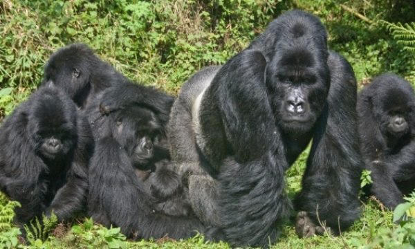 Gorilla-Trekking-in-Uganda