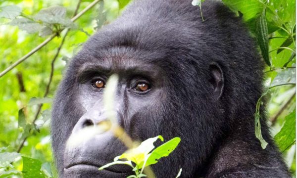 gorilla-tour-booking-safaris-uganda-rwanda