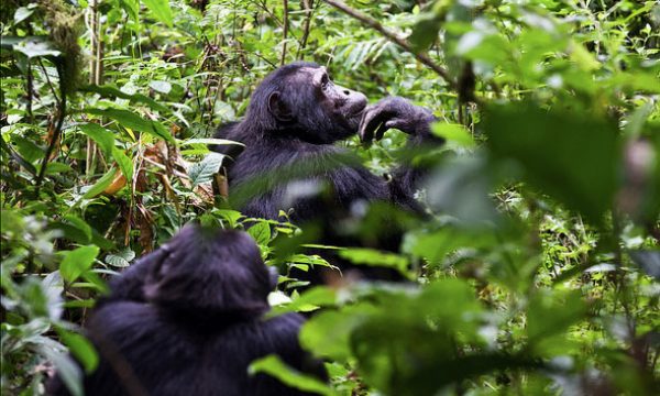 8-day-taste-of-uganda