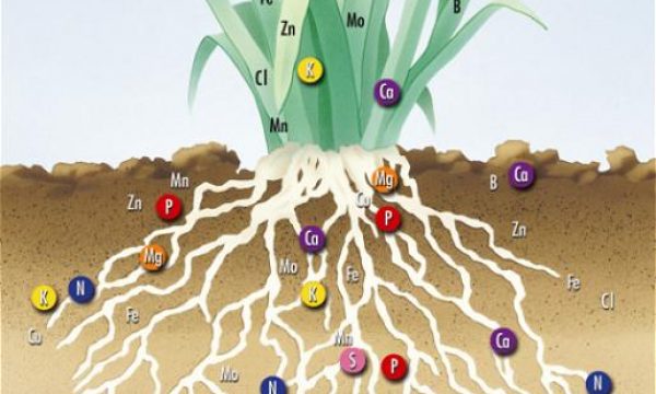 roots_flat