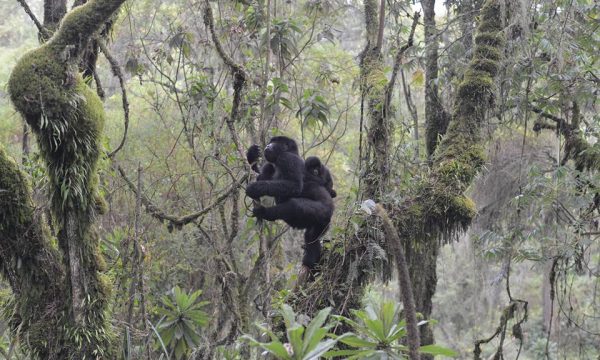 Thinking-about-a-mountain-gorilla-trip-to-Rwanda