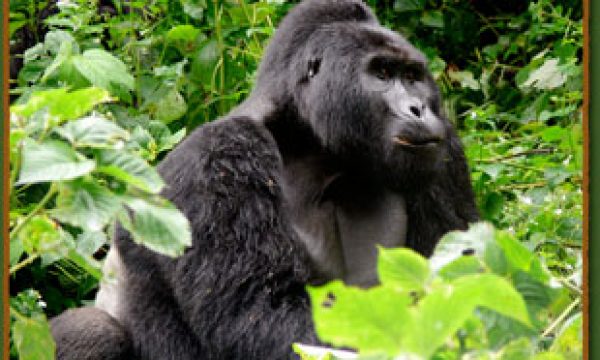 gorilla-uganda