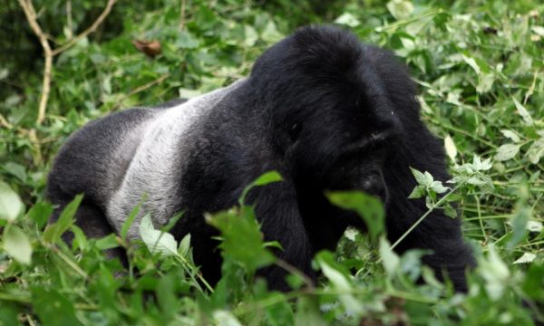 Gorilla-1