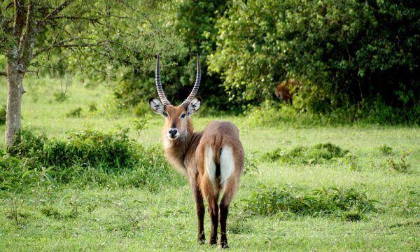 Lake_Mburo_National_Park_029