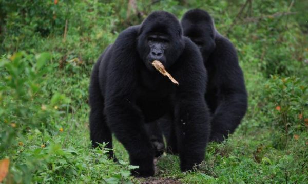 gorilla-uganda