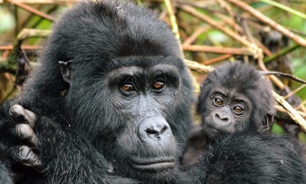 gorilla_three