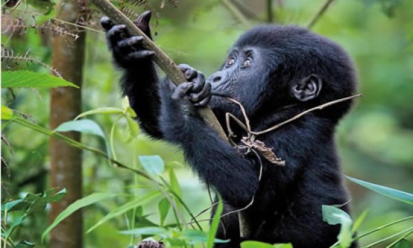 5-days-gorilla-wildlife-safari
