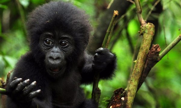 rwanda-baby-gorilla-trekking-safari