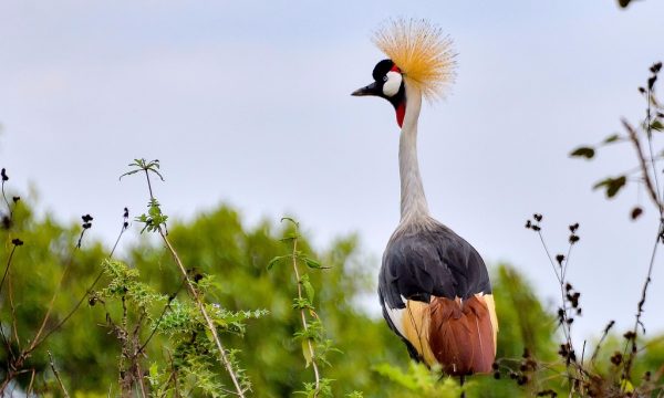 crane