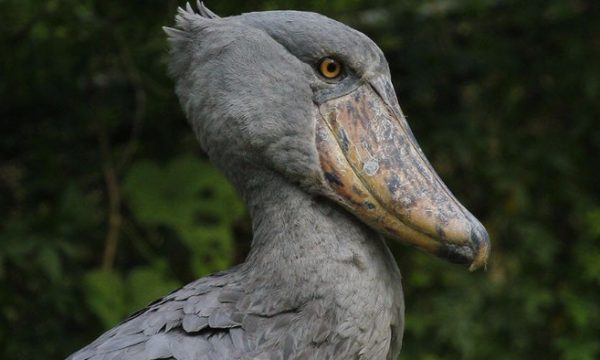 birds