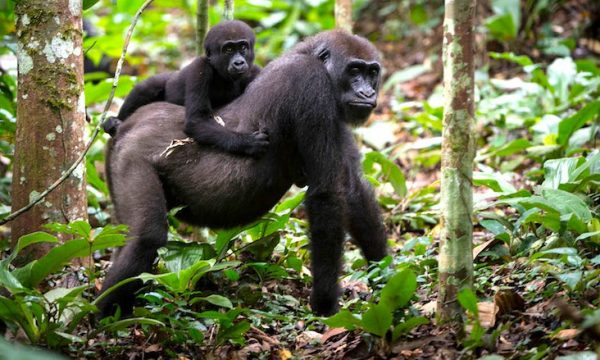 gorilla-safari
