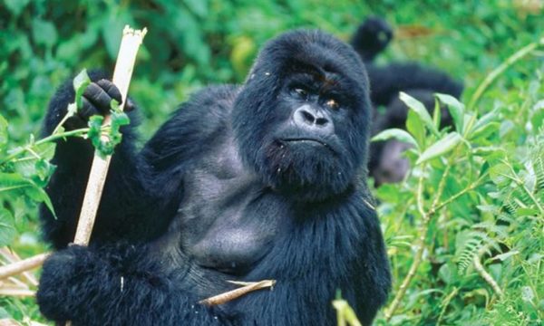 mountain-gorilla