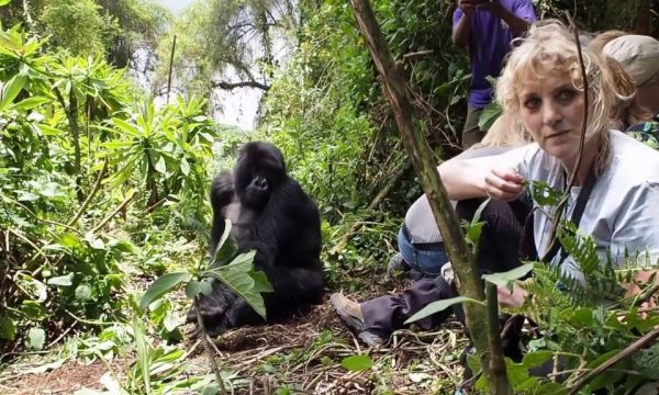 Gorilla-Trekking-Tracking-Parc-National-Des-Volcans-Rwanda