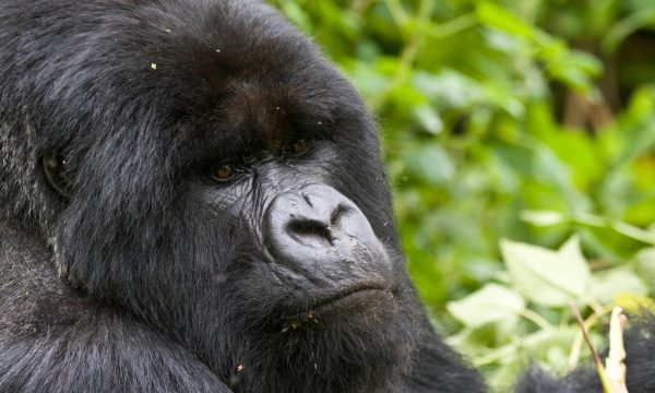 gorilla