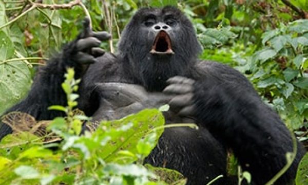 2-Days-Bwindi-Gorilla-Trekking