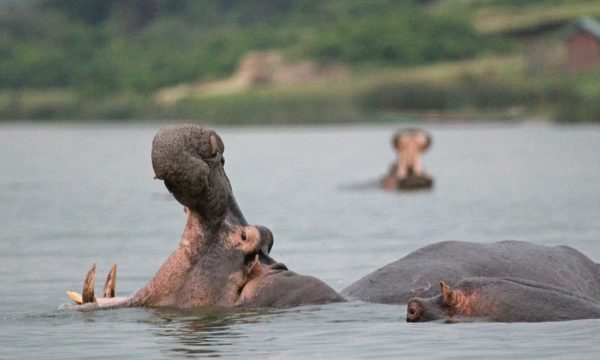 kazinga-channel-hippos